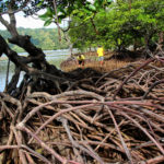 Dul-ongan Mangroves Sipalay Negros Occidental