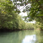 Nauhang River and Mangrove Sipalay Negros Occidental
