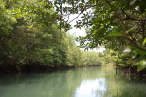 Nauhang River and Mangrove Sipalay Negros Occidental